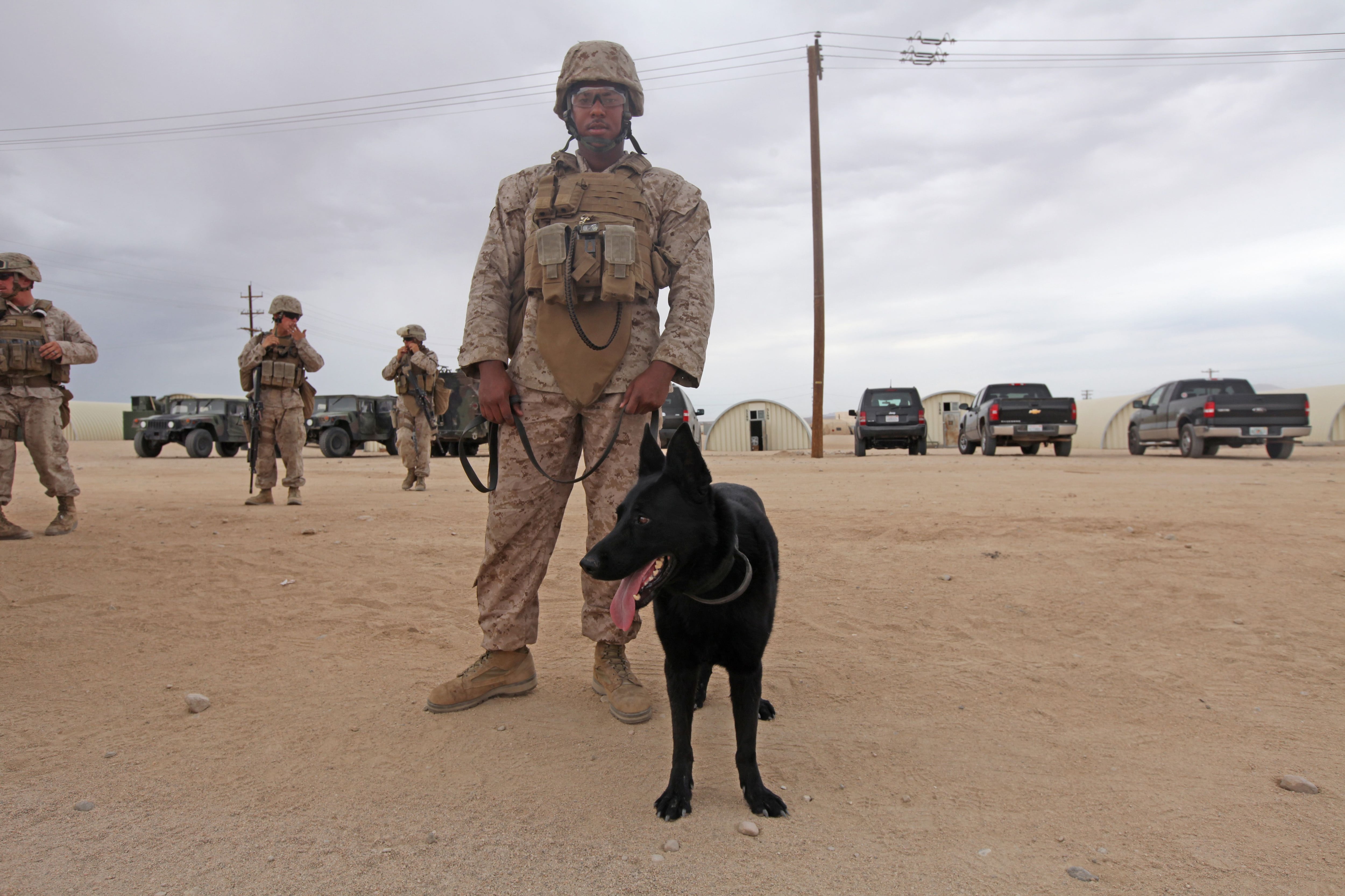 Marine corps hot sale k9 unit