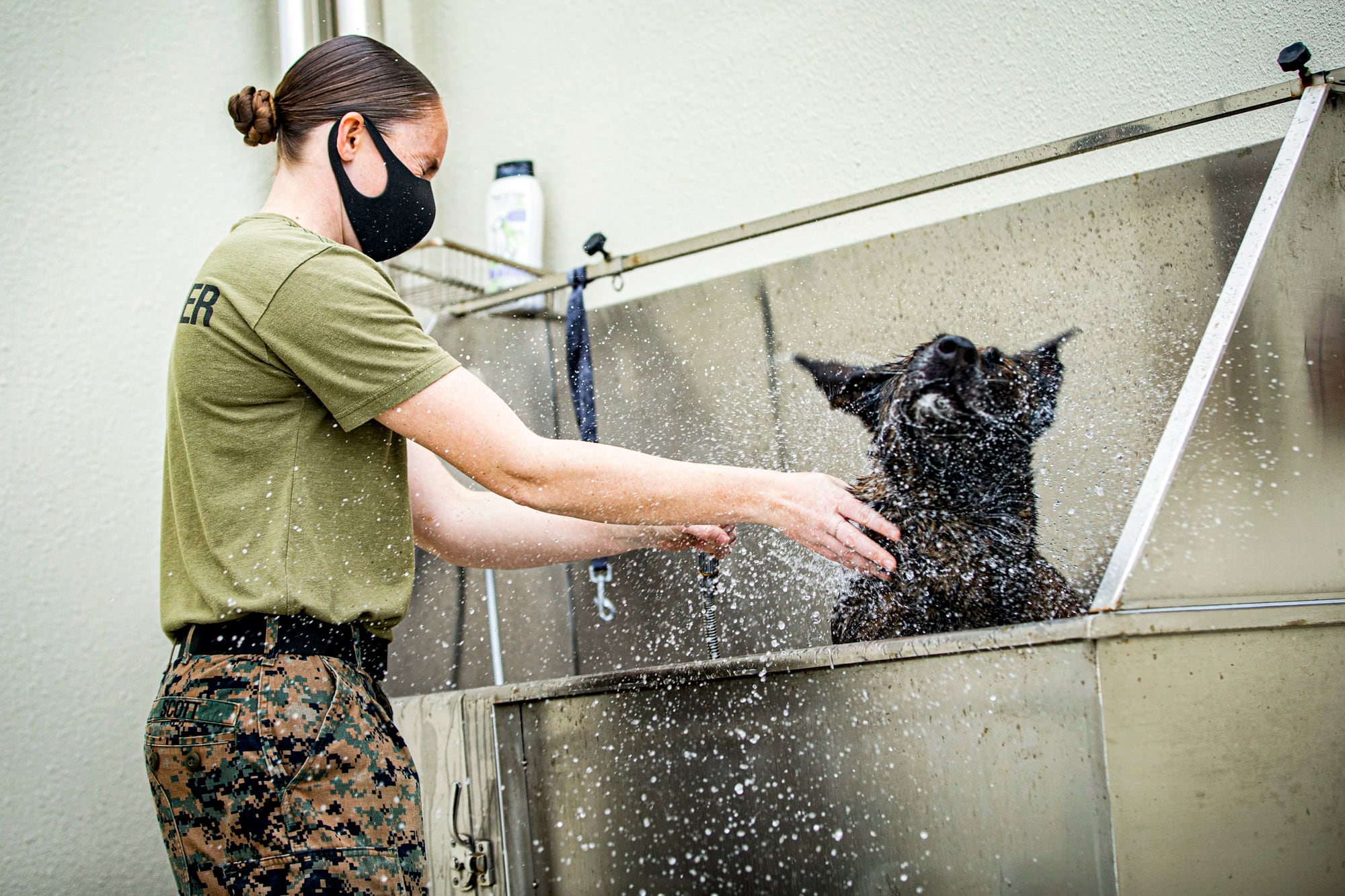 Marine Corps Sgt. Suzette Scott, a chief trainer with the Marine Corps Base Camp Butler Provost Marshal’s Office, Military Working Dog (MWD) section, grooms MWD Shiva, on Camp Hansen, Okinawa, Japan, Feb. 3, 2020.